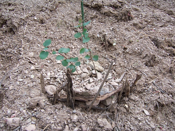 (Erin Alberty | The Salt Lake Tribune) A tiny, improvised retaining wall helps the roots of a Utah Serviceberry sapling to capture water on a precarious slope in Salt Lake City. Reporter Erin Alberty planted the shrub when and her family cleared the slope of invasive Myrtle Spurge in May 2010.