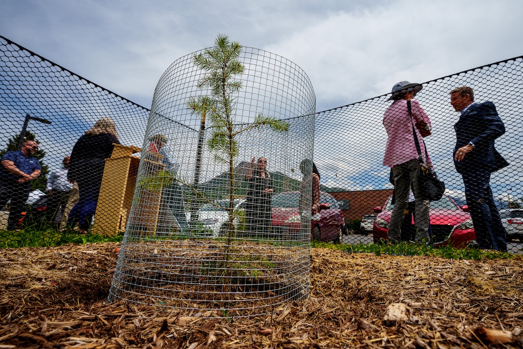 (Trent Nelson  |  The Salt Lake Tribune) The moon tree, a seedling that orbited the moon on a NASA mission, that was unveiled at the Holladay branch of the Salt Lake County Public Library on Thursday, June 5, 2025.