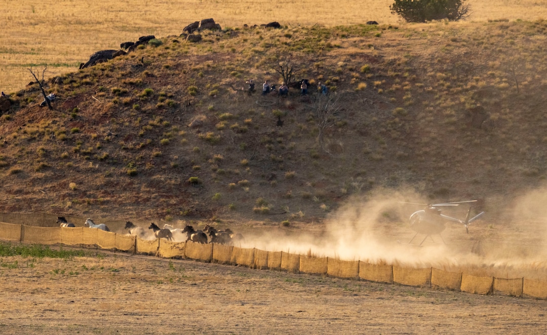 (Rick Egan | The Salt Lake Tribune) A helicopter rounds up wild horses in the Onaqui Herd Management Area wild horse gather on Wednesday, July 14, 2021.