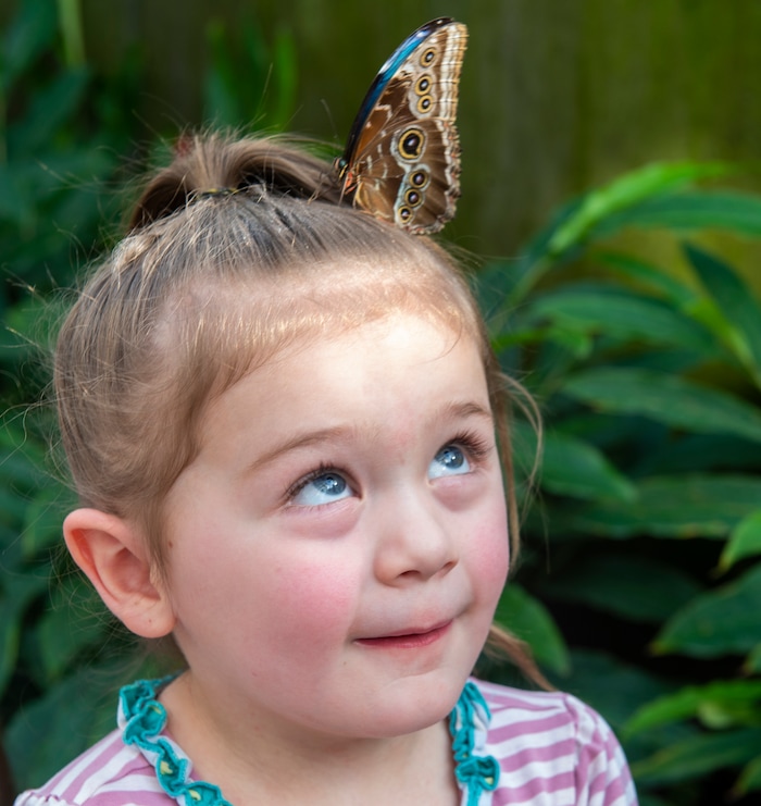 (Rick Egan  |  The Salt Lake Tribune)     
A butterfly lands on the head of 4-year-old Maycee Barker, at the Butterfly Biosphere at  Thanksgiving Point’s Water Tower Plaza in Lehi. Tuesday, Jan. 22, 2019.  The Butterfly Biosphere is home to more than a thousand butterflies from around the world. The exhibit also has dozens of species of butterflies.
