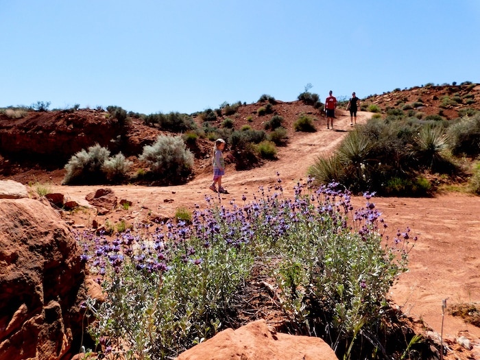 Erin Alberty  |  The Salt Lake Tribune

Tracks believed to belong to dilophosaurus and megapnosaurus are imprinted in the rock at the Warner Valley dinosaur tracks viewing site south of Hurricane.