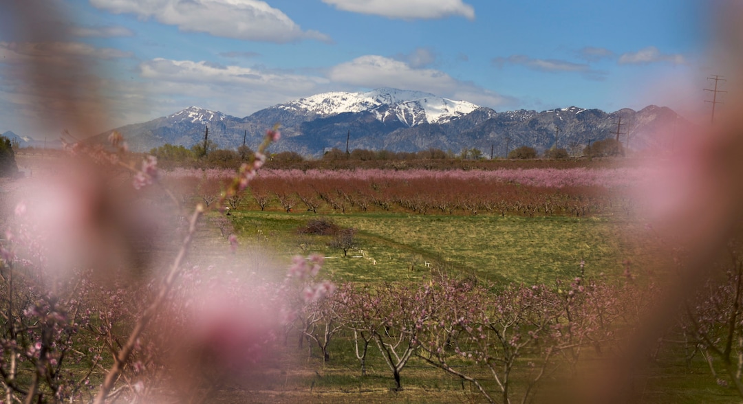 (Leah Hogsten  |  The Salt Lake Tribune) The Riley family leases 200 acres of fruit trees in Perry. On Tuesday, temperatures dropped below freezing, endangering some of the fruit crop.