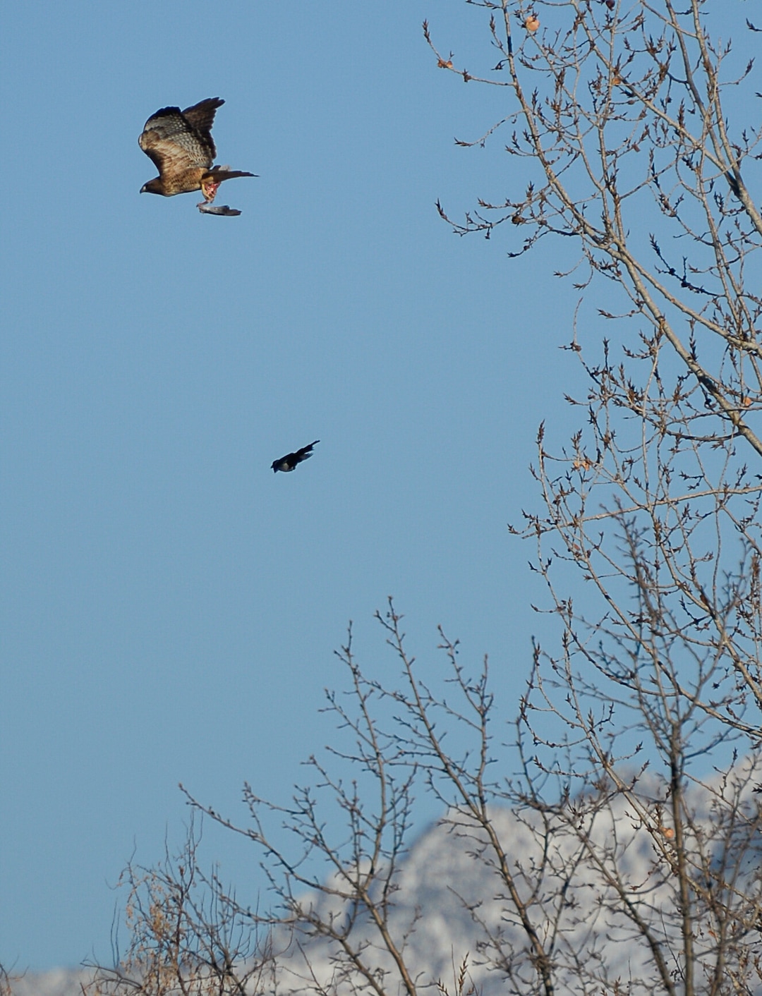 (Francisco Kjolseth  |  The Salt Lake Tribune)  A red tailed hawk snatches part of a wing from a kestrel as magpie's pester the large raptor while witnessed by members of the Audubon society. The group was counting birds as part of the annual survey, now its 119th year, done by multiple members across Utah.