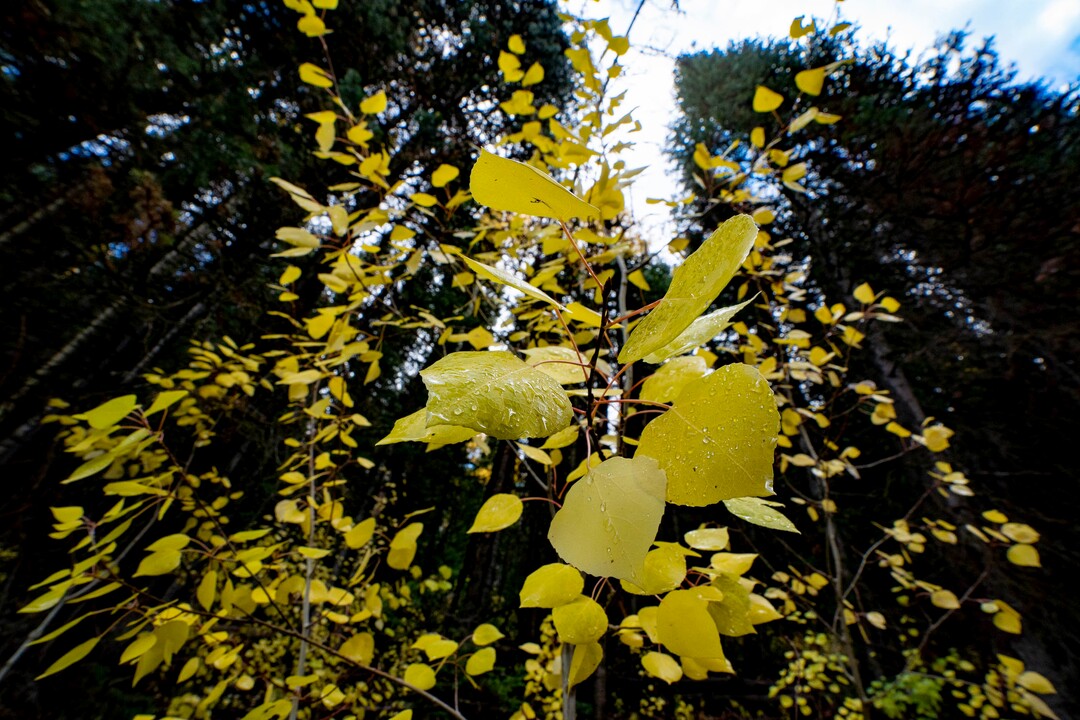 (Francisco Kjolseth | The Salt Lake Tribune) Vibrant yellows are showcased by the evergreen canopy along Little Water Trail at the top of Millcreek Canyon on Thursday, Oct. 7, 2021.