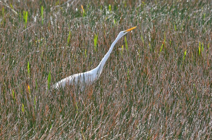 (Erin Alberty | The Salt Lake Tribune) A great egret stretches its neck Feb. 2, 2016 in Everglades National Park.