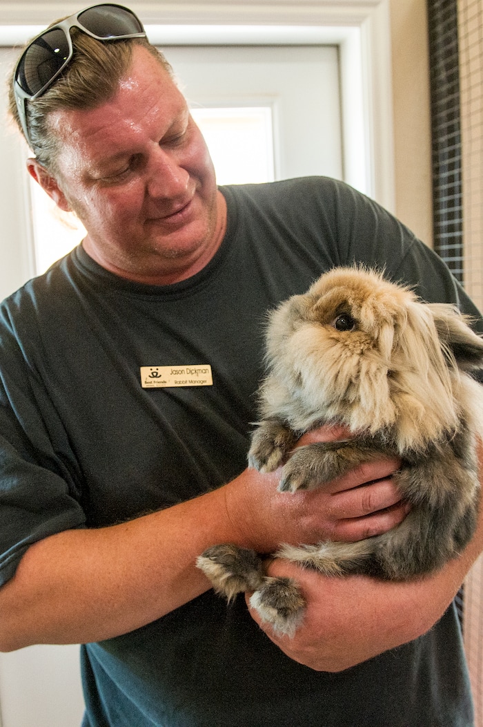 Leah Hogsten  |  The Salt Lake Tribune
"Rabbits are a big gut, surrounded by fur," said Best Friends rabbit manager Jason Dickman, center, holding a brown Lionhead rabbit. Dickman oversees 130 rabbits at the sanctuary. Dickman said the pens are to capacity every year in the summer when the novelty of owning and caring for a rabbit, obtained at Easter time wears off. Adoptees of rabbits must attend a series of trainings to adopt a rabbit to learn how to care for their fragile vertebras. Rabbits are excellent diggers and burrowers. They are extremely territorial and "fight to the death" said Dickman. Rabbits have over 360 bowel movements a day and are breeding machines.   Best Friends saves thousands of animals every year as the nation's largest no-kill sanctuary, encompassing some 3,700 acres about 5 miles outside Kanab.
