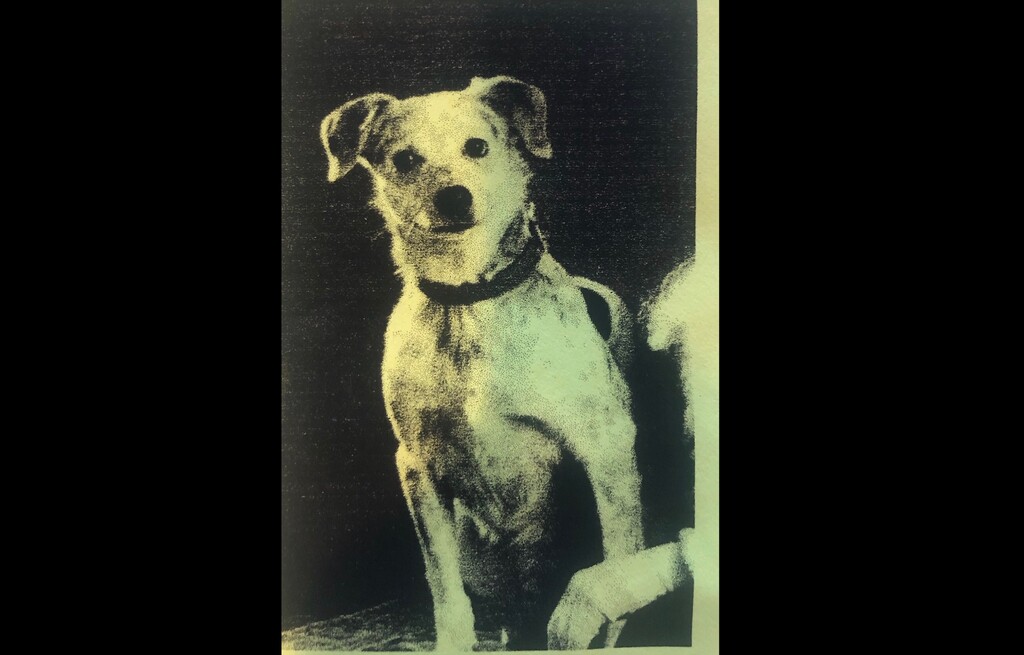 (Photo courtesy of Brodi Ashton) This is Bert, columnist Brodi Ashton's childhood dog. She thinks he should be president.