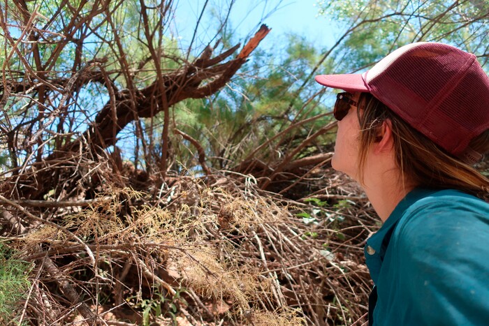 (Felicia Fonseca | The Associated Press) Biology technician Ramey Winton looks for evidence of beetles in a tamarisk tree along the Verde River in Clarkdale, Ariz., on July 9, 2019. Tamarisk leaf beetles were brought to the U.S. from Asia to devour invasive tamarisk, or salt cedar, trees.