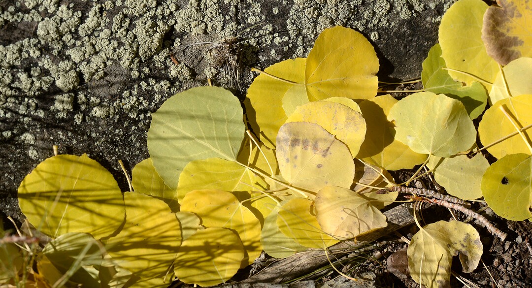 (Al Hartmann  |  The Salt Lake Tribune)     
At 106 acres, Pando is the largest known aspen clone, and the most massive living thing known on earth. Its trees are united by a single root system. Scientists say deer are voraciously eating Pando's new sprouts, preventing the clone from regenerating. It could deteriorate beyond recovery in less than 20 years, they warn.