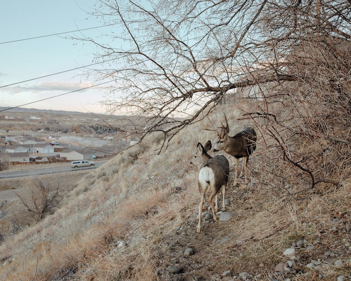 (Elliot Ross | The New York Times) A buck and a doe stand on a hill in Cody, Wyo., Jan. 27, 2020. The hill provides a grassy corridor that wildlife use to pass through town or graze.