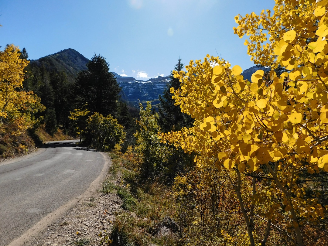 (Erin Alberty|The Salt Lake Tribune) Aspen glow below the Wasatch peaks along the Alpine Loop Scenic Drive, State Road 92, Oct. 9, 2017 in Utah County.