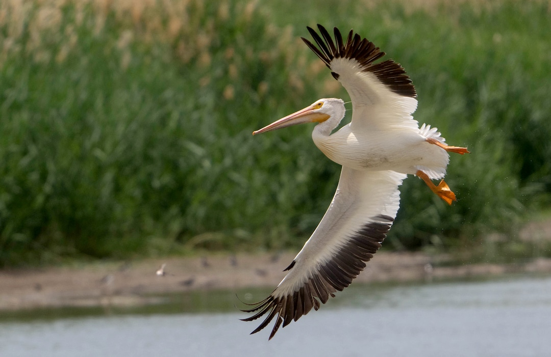 (Francisco Kjolseth | The Salt Lake Tribune) American white pelicans gather at Bear River Migratory Bird Refuge, a 74,000-acre nature reserve in the northern Great Salt Lake on Wednesday, June 23, 2021. Pelicans at the refuge have flown thousands of miles to get to the Great Salt Lake, where thousands of them will hatch chicks on Gunnison Island, one of the species’ largest breeding colonies.