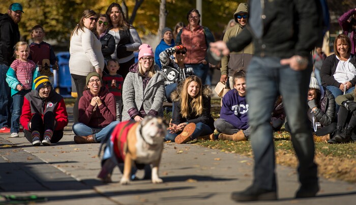(Leah Hogsten  |  The Salt Lake Tribune) The crowds laugh as dogs are paraded on the "catwalk" during the 7th annual Howl-o-ween Pet Costume Contest at the Downtown Farmers Market. Proceeds from the 20 contestants go to the Humane Society and a local animal shelter. 