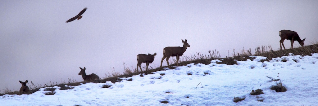 (Steve Griffin  |  Tribune file photo) A red-tailed hawk flies over mule deer as they graze on grass on a ridge line in City Creek Canyon in Salt Lake City on January 19, 2016.