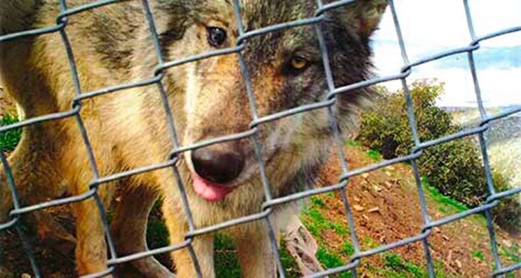 (California Wolf Center via AP) This 2018 photo provided by the California Wolf Center shows a young male Mexican wolf that escaped from the Colorado Wolf and Wildlife Center on Nov. 11, 2018. The endangered wolf had been taken from the California center to the Colorado center to breed with other wolves and it escaped on the day it arrived in the town of Divide, Colo. U.S. government trappers are trying to recapture it.