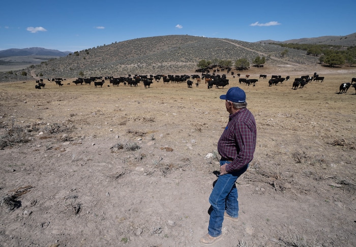 (Francisco Kjolseth | The Salt Lake Tribune) Randy Revoir, a Nephi rancher, checks in on his cattle in Juab County on Thursday, April 8, 2021. Revoir has banded together with other livestock producers to form the Central Utah Livestock Association, a group that offers a $20,000 reward for tips leading to the arrest of anyone who kills a member's animal. Livestock shootings soared in 2020 during the pandemic, but the reasons for the increase are unclear.