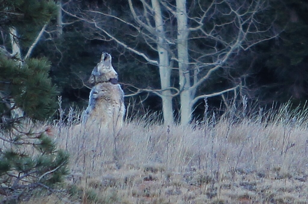 (Photo courtesy of the Arizona Game and Fish Department)  A wolf photographed near the north rim of the Grand Canyon.
