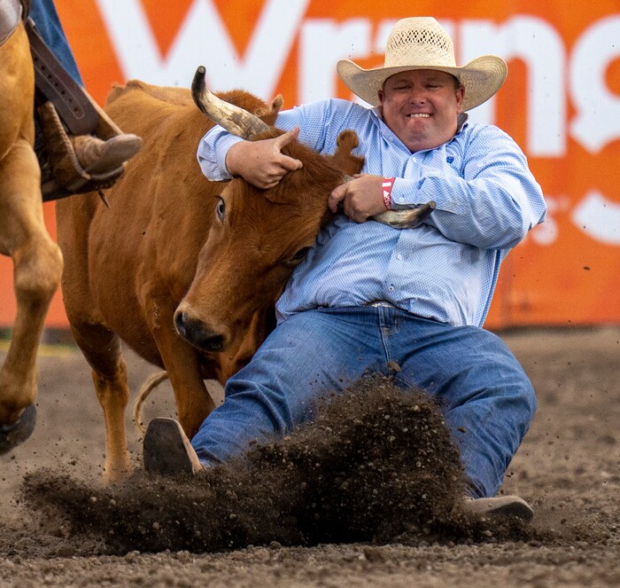 (Rick Egan | The Salt Lake Tribune)  Sam Powers of Sonora, Texas, competes in the steer wrestling competition at the Utah Days of '47 Rodeo at the State Fairpark, on Monday, July 25, 2022.