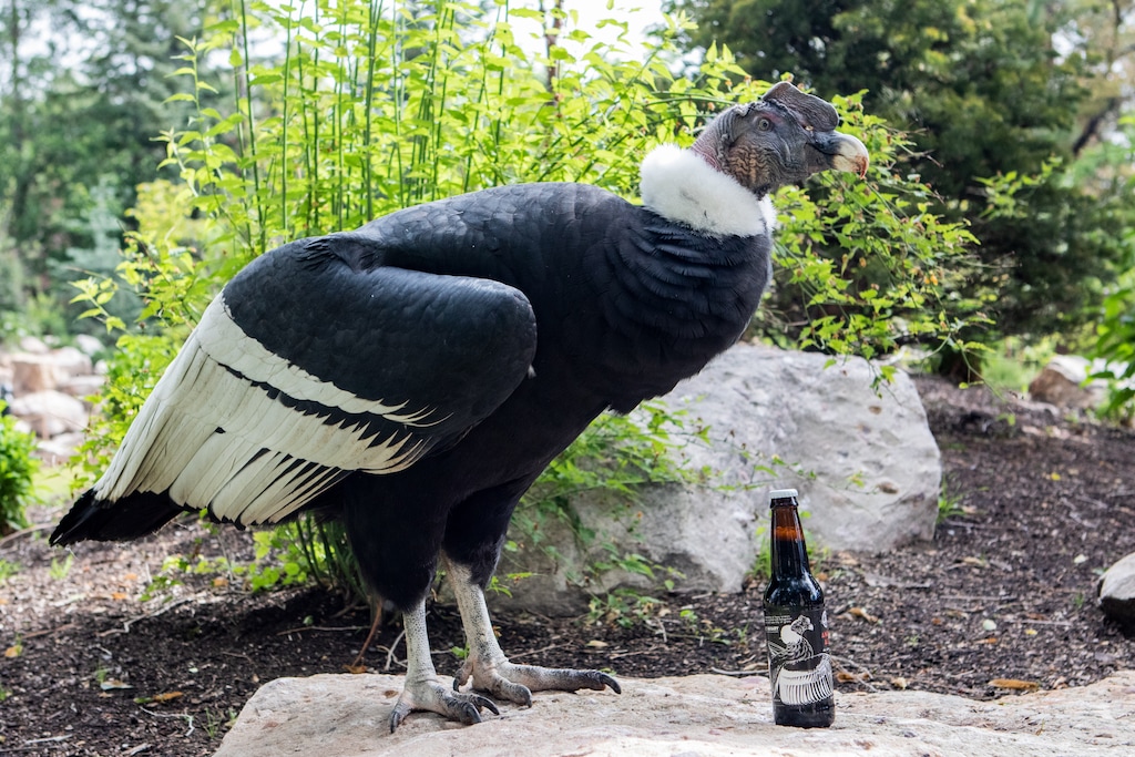 (Photo courtesy of Tracy Aviary) Andy the Condor will celebrate his 60th birthday with a beer named in his honor.