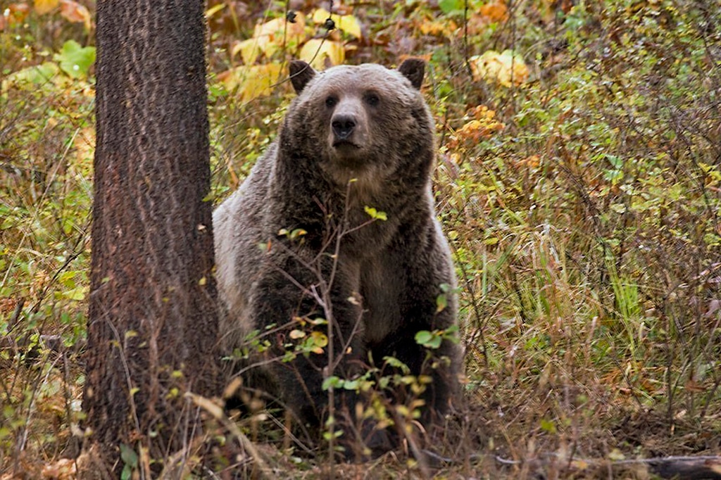 FILE - This undated file photo provided by the Montana Fish, Wildlife and Parks shows a sow grizzly bear spotted near Camas in northwestern Montana. Wildlife advocates are seeking a court order that would force U.S. officials to consider if grizzly bears should be restored to more Western states following the animals' resurgence in the Northern Rockies. (Montana Fish, Wildlife and Parks via AP, File)