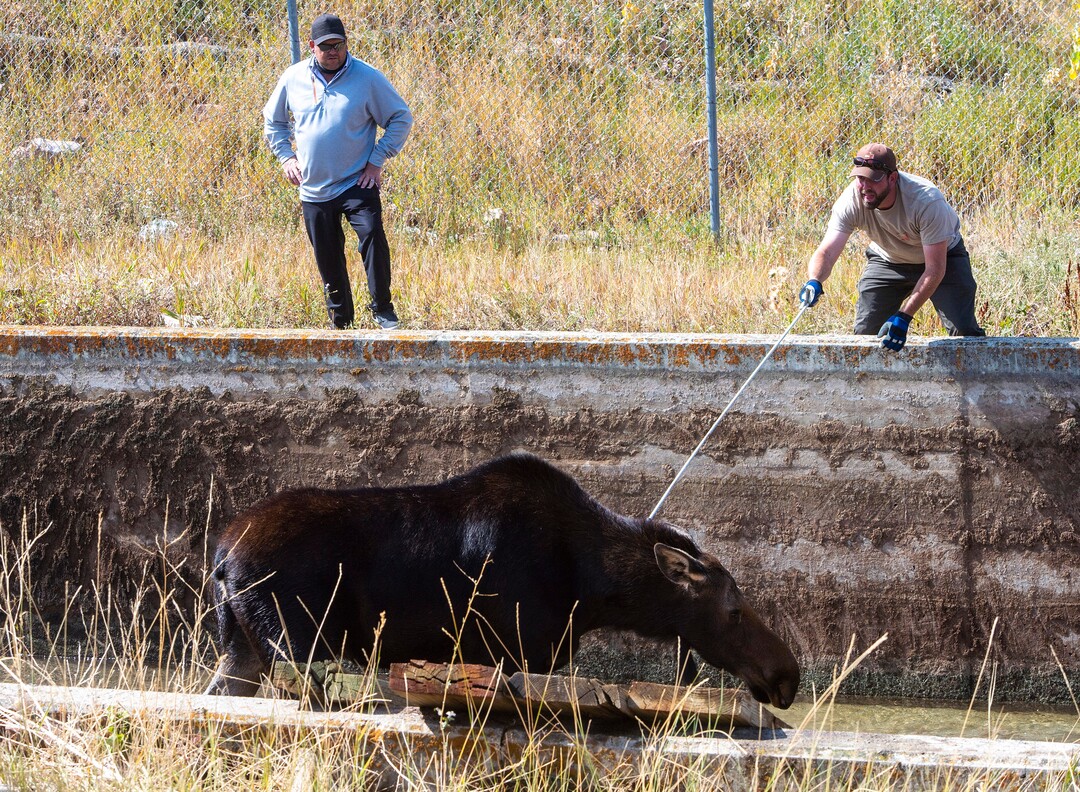 (Rick Egan  |  The Salt Lake Tribune)   Utah Division of Wildlife Resources work on rescuing a moose that got stranded in the Lambs Creek diversion pond near Mountain Dell golf course, on Sunday, September 20, 2020. Sunday, Sept. 20, 2020.