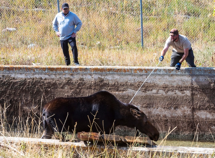 (Rick Egan  |  The Salt Lake Tribune)   Utah Division of Wildlife Resources work on rescuing a moose that got stranded in the Lambs Creek diversion pond near Mountain Dell golf course, on Sunday, September 20, 2020. 
Sunday, Sept. 20, 2020.