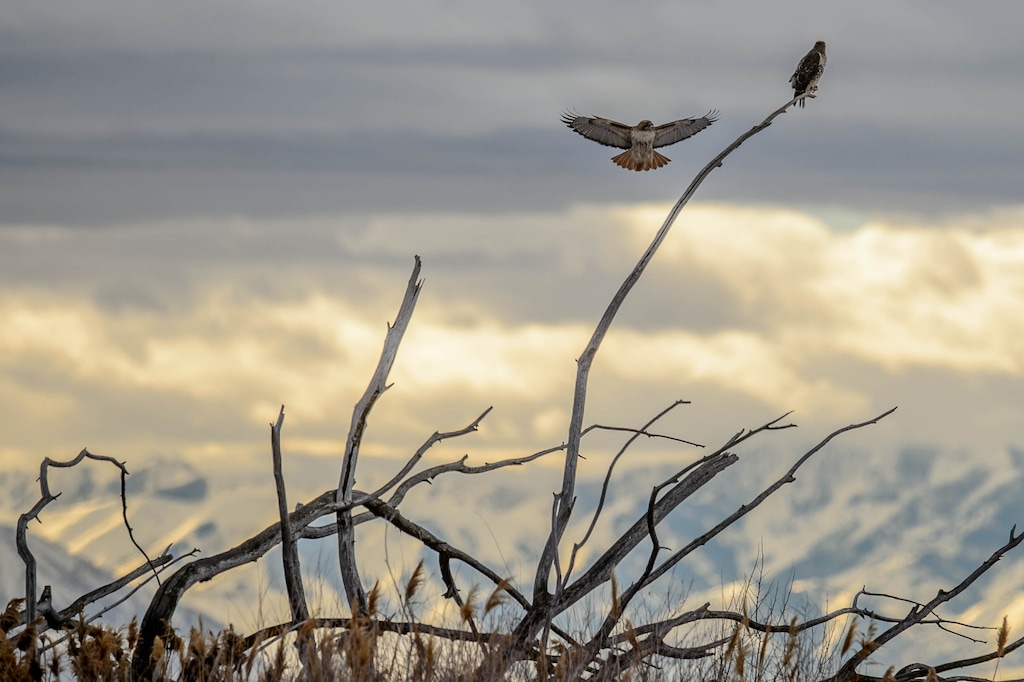 (Trent Nelson | The Salt Lake Tribune) A pair of red-tailed hawks at the Farmington Bay Waterfowl Management Area on Friday, Feb. 7, 2020. 