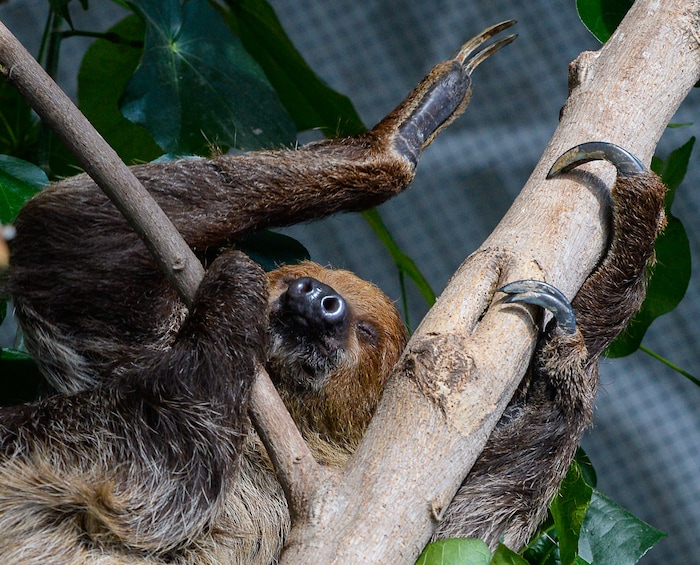 (Francisco Kjolseth | The Salt Lake Tribune) The Loveland Living Planet Aquarium has acquired a couple of two-toed sloths that will be unveiled to the public on Friday. With the aid of two claws for their front legs and three for the back legs a female sloths readjusts from a mid day slumber. They've been adjusting to the sights and sounds of the aquarium for the last couple of weeks after being rescued from the South American country of Guyana due to habitat deforestation.