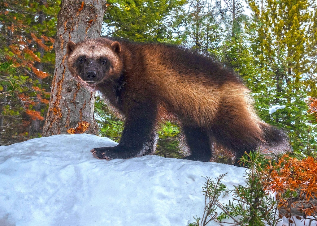 (Kalon Baughan via AP) A male wolverine is seen on a hill in the Helena-Lewis and Clark of western Montana in this 2021 photo. Scientists say climate change could harm populations of the elusive animals that live in alpine areas with deep snow.