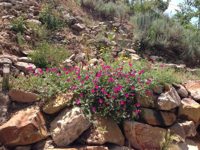(Erin Alberty | The Salt Lake Tribune) The magenta blossoms of Prairie Winecups cascade over rocks July 2013 in the former backyard of reporter Erin Alberty in Salt Lake City.  The plant replaced a carpet of invasive Myrtle Spurge.