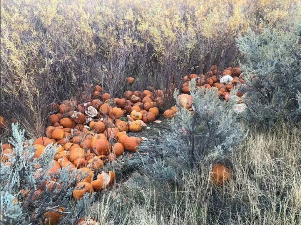 (Courtesy FOX13) Vandals dumped and destroyed dozens of pumpkins from a West Jordan pumpkin patch late Saturday night, West Jordan police reported. The patch was forced to close up shop days before Halloween.