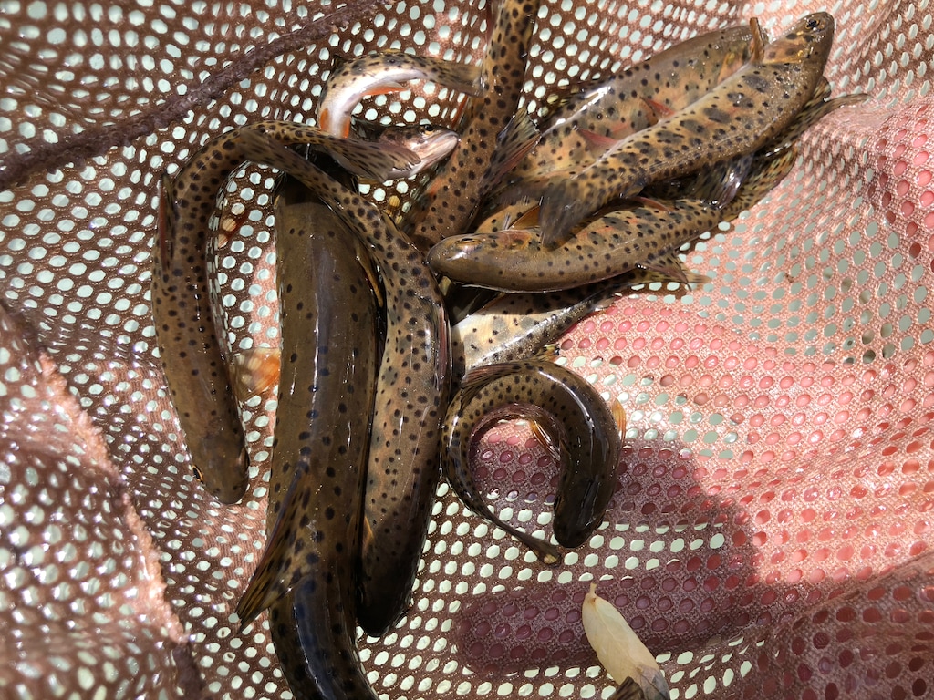 (Photo courtesy of Utah Division of Wildlife Resources) Utah fisheries managers extracted 400 native cutthroat trout on Monday from a southern Utah stream threatened by the West Valley Fire in the Pine Valley Mountains. These fish will be held at state hatchery for a year or two while the South Ash Creek watershed recovers.
