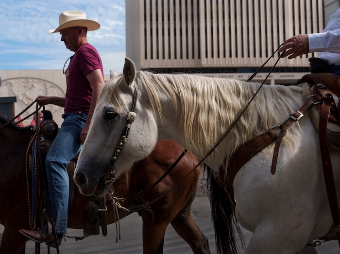 (Leah Hogsten | The Salt Lake Tribune) To kick off the start of Utah's Days of '47 rodeo week, Governor Spencer Cox, First Lady Abby Cox and working ranglers drove a herd of longhorn cattle from the heart of Salt Lake City to the  Utah Fair Park, Tuesday, July 19, 2022.
