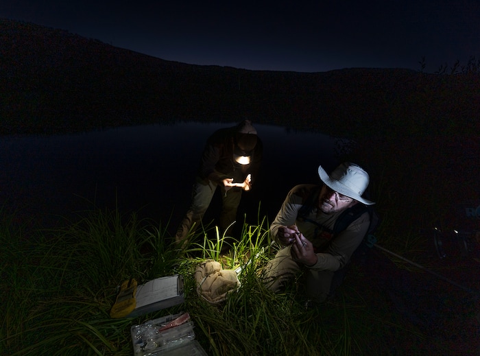 (Leah Hogsten | The Salt Lake Tribune) Kaitlyn Purington and Keith Lawrence, both native aquatics biologists with the Utah Division of Wildlife Resources, take measurements and weigh a boreal toadlet that Purington found in the Bryant's Fork area of Strawberry Reservoir, March 1, 2022. Boreal toads donÕt draw the same attention as other native Utah species, but they play an important role in the state's high-altitude ecosystems. Lessons learned here could help bolster their populations throughout West.