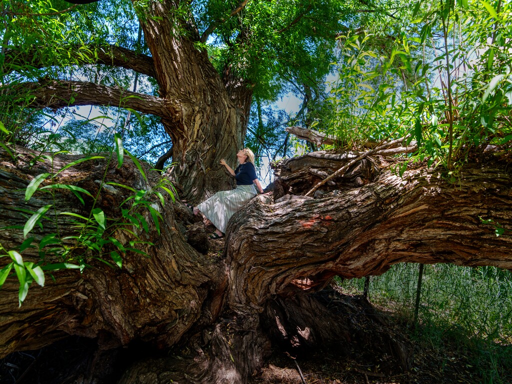 (Leah Hogsten | The Salt Lake Tribune) Jenifer Tringham sits within the trunk of Soldier Hollow's black willow, locally nicknamed the Woman Tree, Thursday, July 7, 2022. Utah State Parks plans to remove 10 ancient black willow trees at Soldier Hollow because they pose a danger to the park's new campground, whose site was chosen because of its proximity to trees.