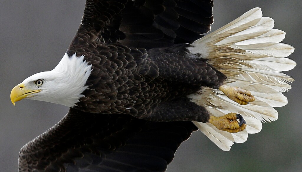 (Gerry Broome | The Associated Press) In this 2016, a bald eagle soars over the Haw River below Jordan Lake in Moncure, N.C. A Utah man was sentenced on Wednesday, June 8, 2022, to almost four years in federal prison after killing at least 10 bald and golden eagles.