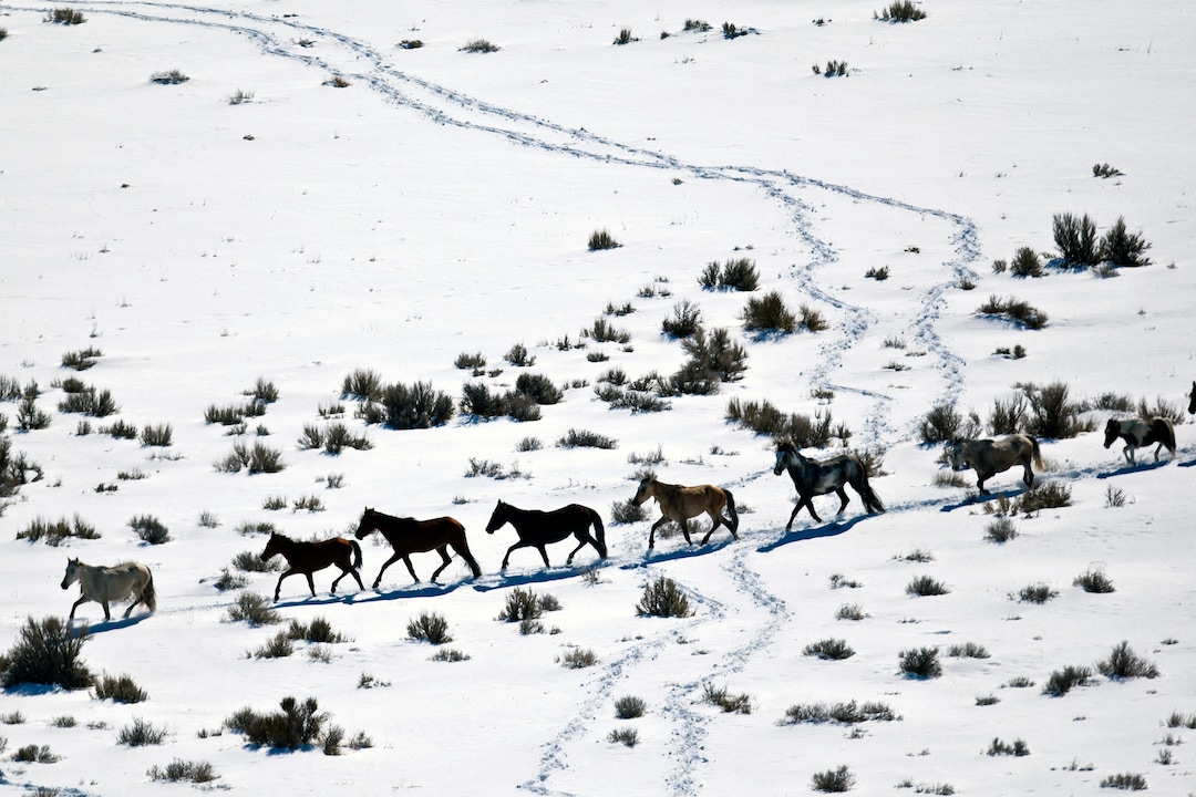 (Chris Detrick  | Tribune file photo)   Wild horses from Utahs Swasey herd are rounded up by Cattoor Livestock Roundup Co in the West Desert near the Swasey Mountains Thursday February 14, 2013. Under the Bureau of Land Management operation 50 miles west of Delta, helicopter wranglers gathered 262 horses. One hundred will be released back into the Swasey Herd Management Area  one of Utahs 19 HMAs on federal land. Many of the horses released will be mares treated with the contraceptive Porcine Zona Pellucida (PZP-22).