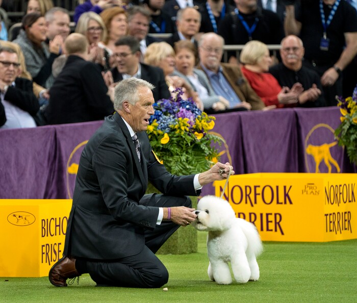 Handler Bill McFadden reacts as Flynn, a bichon frise, is named Best in Show at the 142nd Westminster Kennel Club Dog Show, Tuesday, Feb. 13, 2018, at Madison Square Garden in New York. (AP Photo/Craig Ruttle)