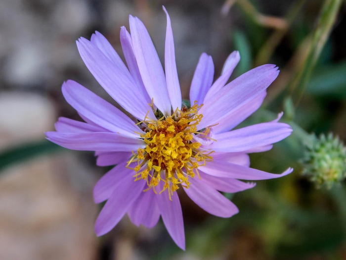 Erin Alberty  |  The Salt Lake TribuneA purple daisy blooms May 29, 2017 in Box Canyon in Dinosaur National Monument.