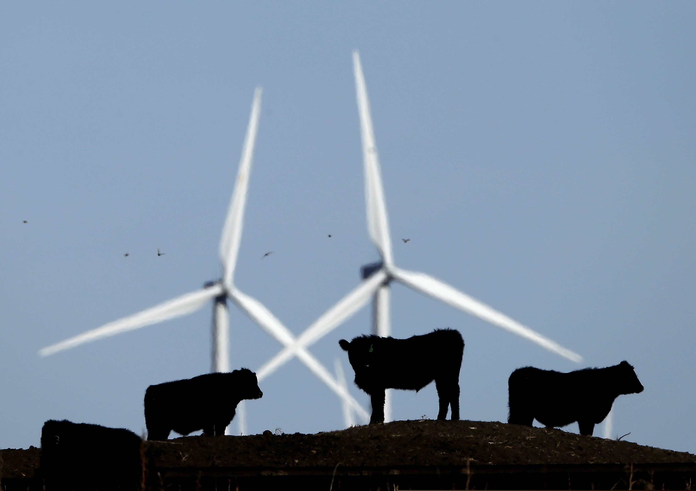 (Charlie Riedel | AP file photo)  In this Wednesday, Dec. 9, 2015, photo, cattle graze in a pasture against a backdrop of wind turbines which are part of the 155 turbine Smoky Hill Wind Farm near Vesper, Kan.