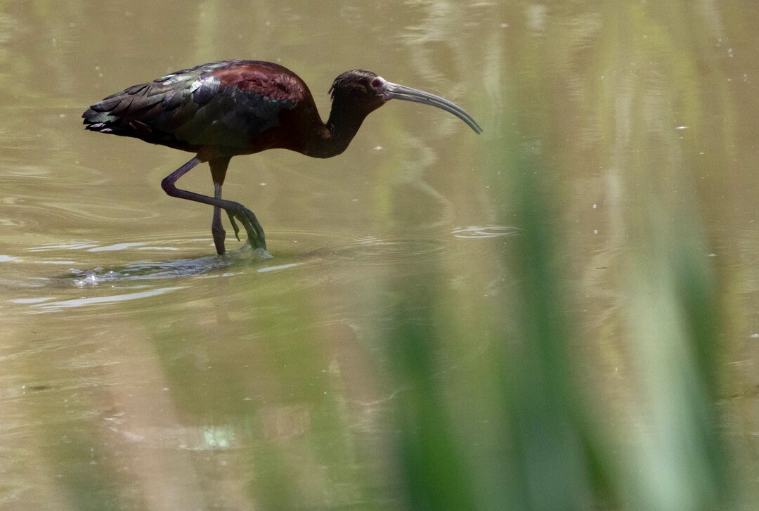 (Francisco Kjolseth | The Salt Lake Tribune) A glossy ibis walks through the Bear River Migratory Bird Refuge, a 74,000-acre nature reserve in the northern Great Salt Lake on Wednesday, June 23, 2021.