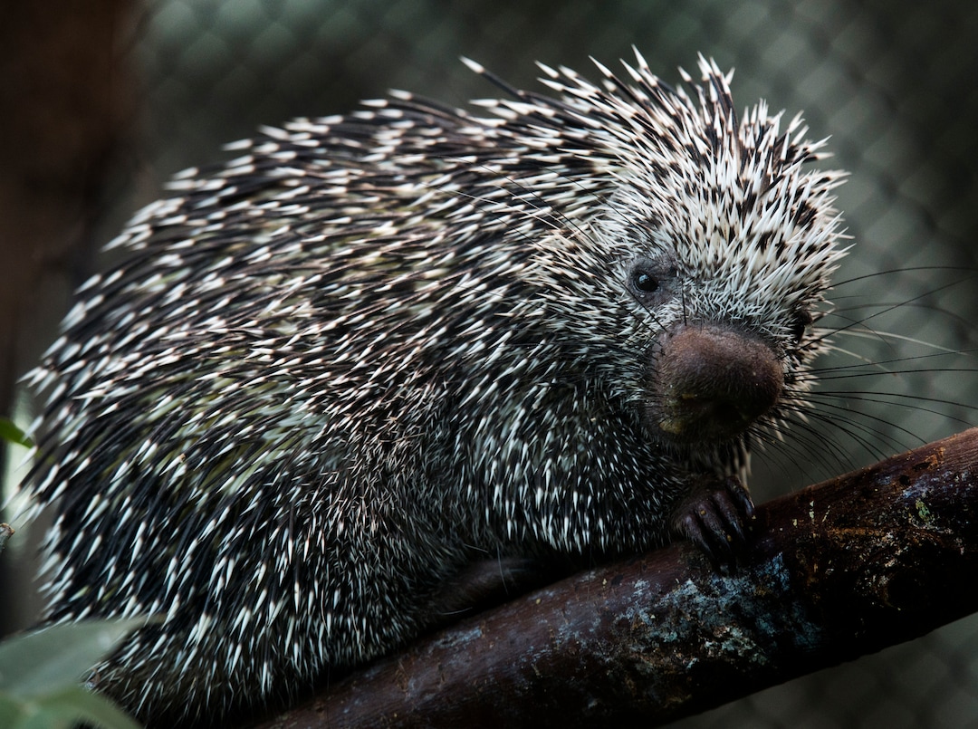 (Rick Egan  |  The Salt Lake Tribune)     Darwin, a prehensile-tailed porcupine is one of two new porcupines introduced today at the Loveland Living Planet AquariumTuesday, Aug. 21, 2018.