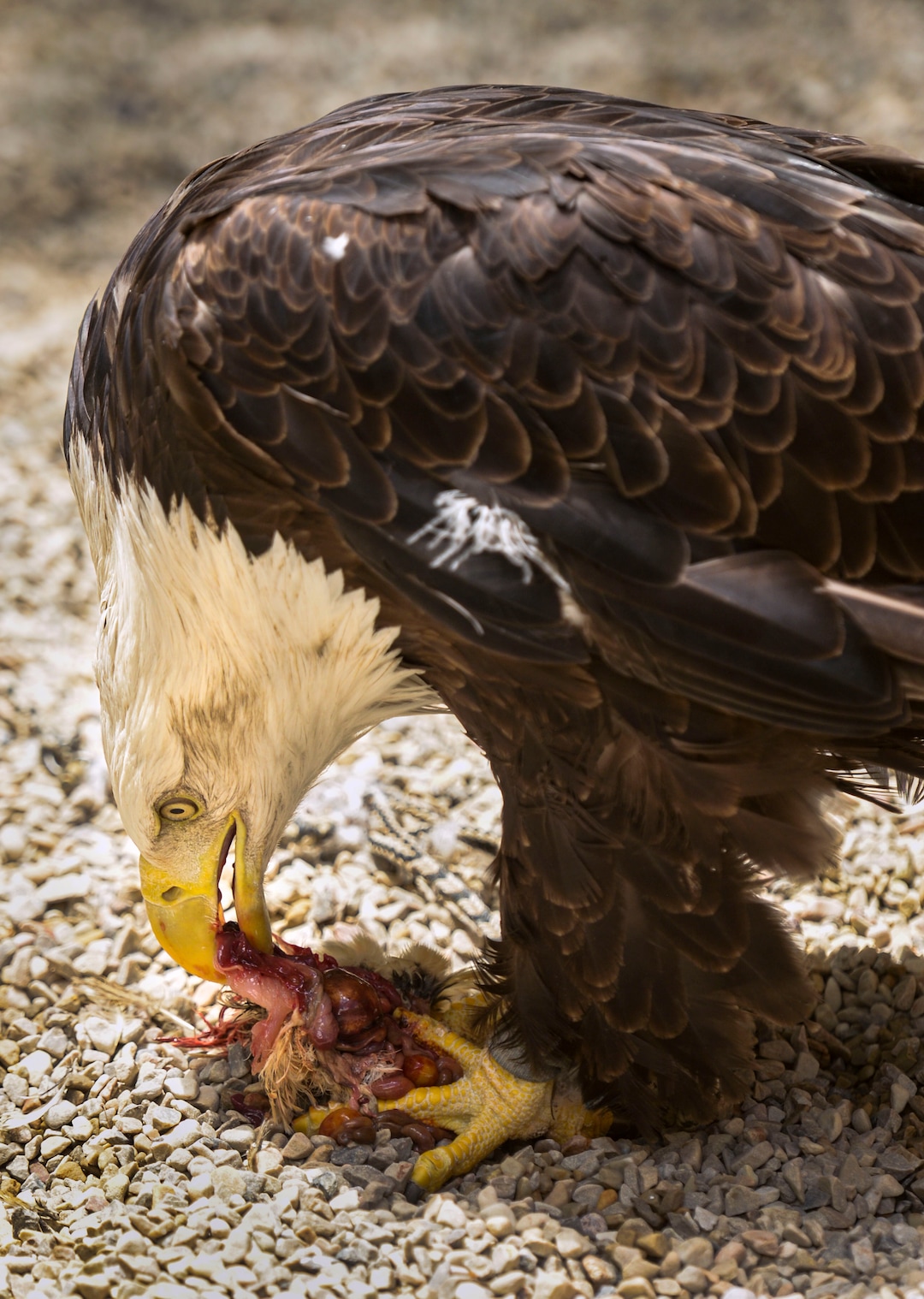 (Leah Hogsten  |  The Salt Lake Tribune) One of Hogle Zoo's "World of Flight Bird Show" stars, a 34-year-old bald eagle named Liberty, eats a meal of fresh quail, June 17, 2020 in her newly constructed enclosure.