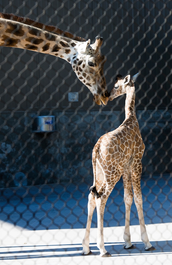 (Rick Egan | The Salt Lake Tribune) Pogo and her baby, Georgetta the giraffe, born Monday, Sept. 17, at Hogle Zoo. makes her public debut, Friday, Sept. 21, 2018.