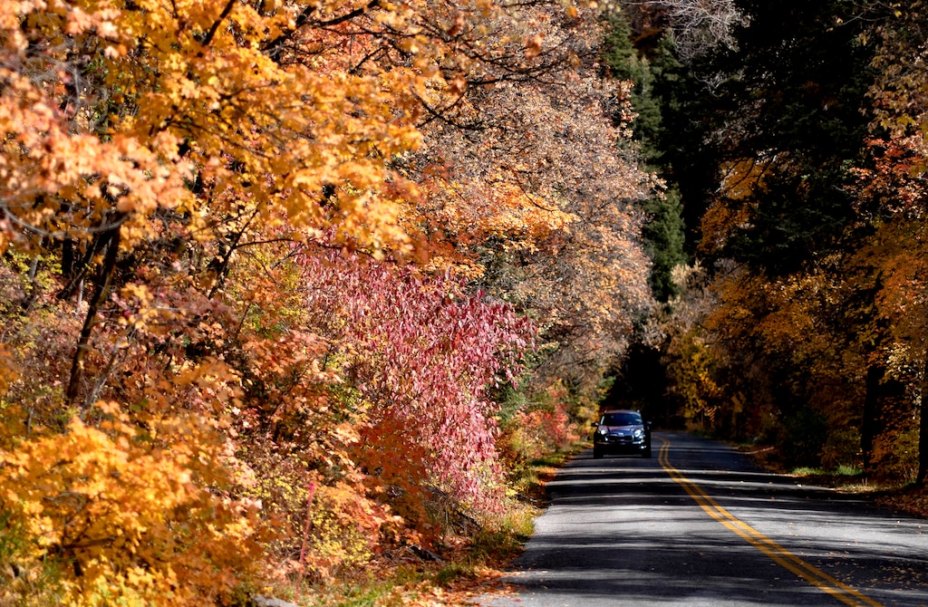 (Francisco Kjolseth | The Salt Lake Tribune) Fall colors make for a vibrant drive along Mill Creek Canyon on Thursday, Oct. 7, 2021. 