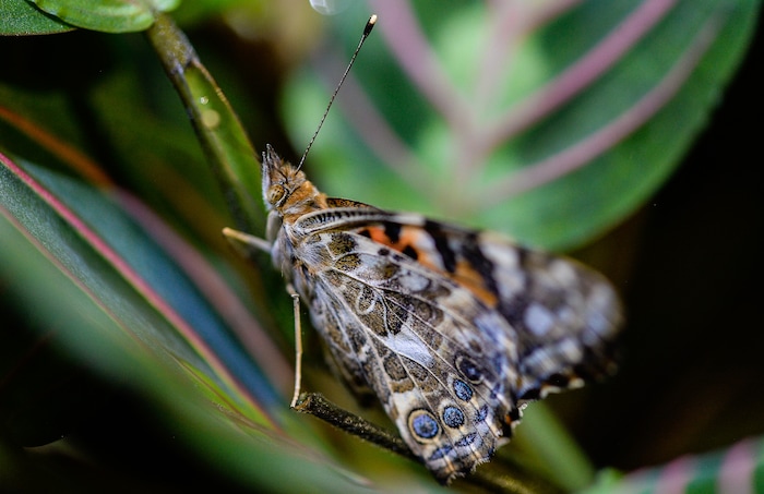 (Francisco Kjolseth  |  The Salt Lake Tribune)  The Loveland Living Planet Aquarium gets ready to put on display 650 Painted Lady butterflies as part of their Journey to South America gallery which opens to the public on Friday. In the Spring they plan to add more species to the exhibit.