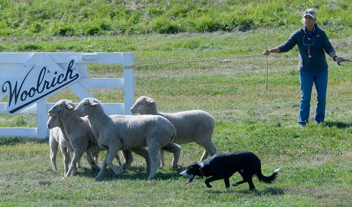 (Al Hartmann  |  The Salt Lake Tribune) 	
Kay Stevens opens the shedding ring gate for her dog Bubba to finish working five sheep into the enclosure during the first round of the Supreme Source Solider Hollow Classic Sheep Dog Trials, Friday Sept. 1 in Midway.  The Supreme Source Soldier Hollow Classic brings together many of the world’s top sheep dogs from Scotland, Ireland, South Africa, Canada, Germany and the United States. The trials last through Sept. 4.