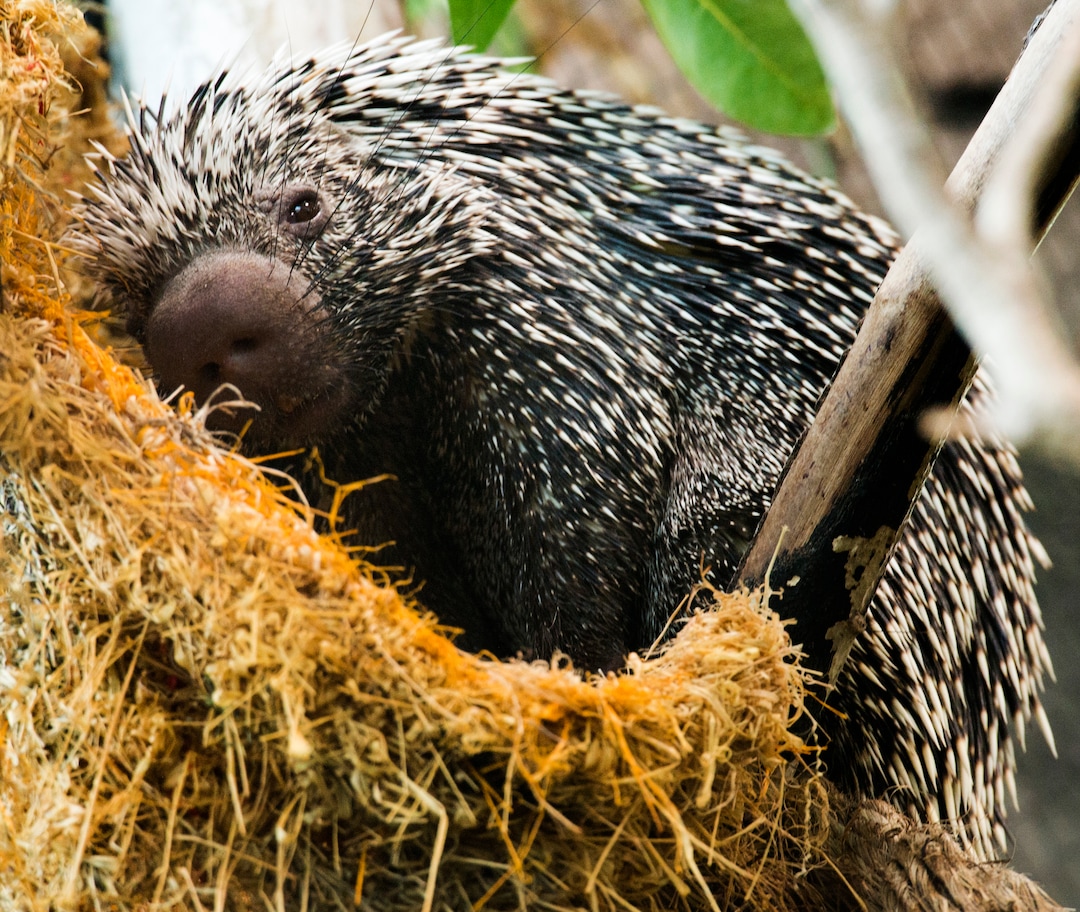 (Rick Egan  |  The Salt Lake Tribune)     Ilsa, a prehensile-tailed porcupine is one of two new porcupines introduced today at the Loveland Living Planet AquariumTuesday, Aug. 21, 2018.