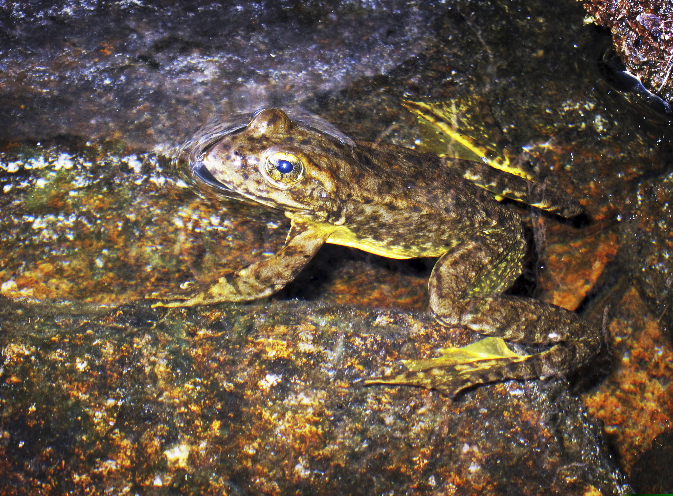 FILE - This Aug. 10, 2013 file photo shows a rare mountain yellow-legged frog in an alpine lake in Kings Canyon National Park, in California's Sierra Nevada. (AP Photo/Brian Melley, File)