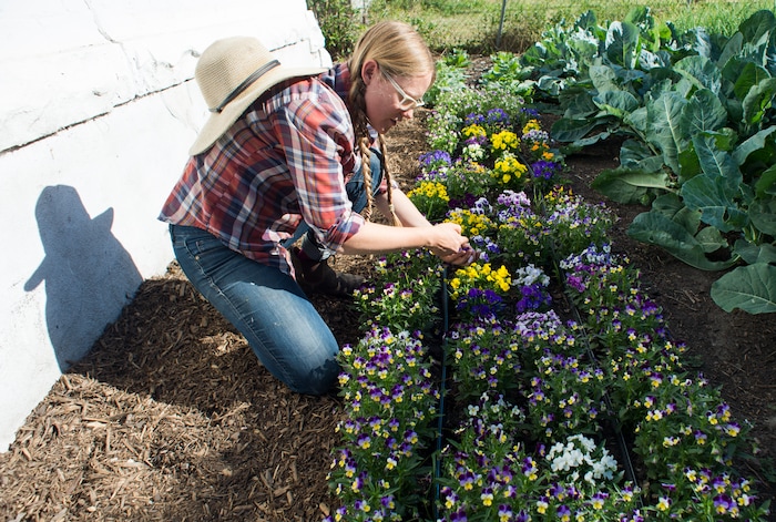 (Rick Egan  |  The Salt Lake Tribune)      Amanda Theobald, gathers some Violas from the Top Crops urban farm in her front yard, in Salt Lake City, Tuesday, June 5, 2018.


